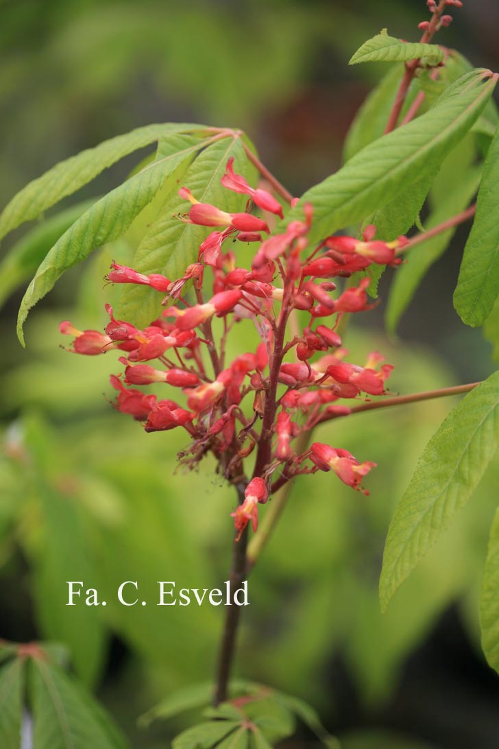 Aesculus pavia splendens