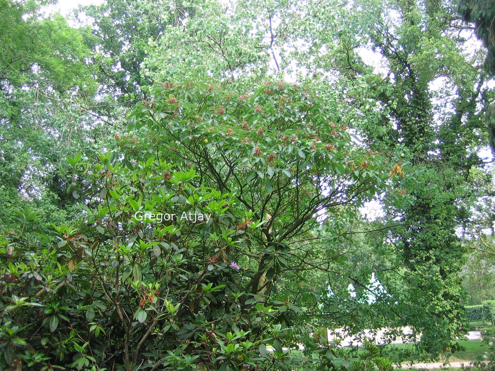 Aesculus pavia var. discolor