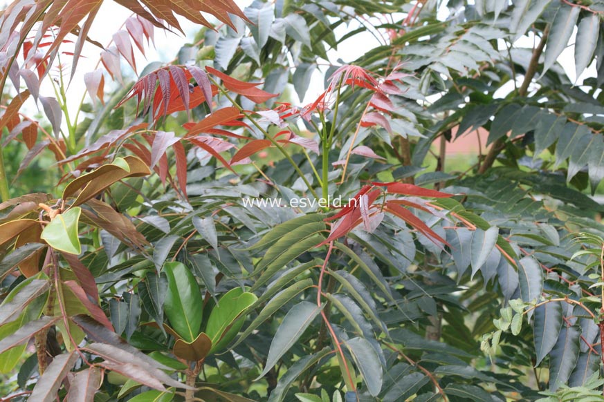 Ailanthus altissima 'Purple Dragon'