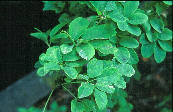 Akebia quinata 'Variegata'