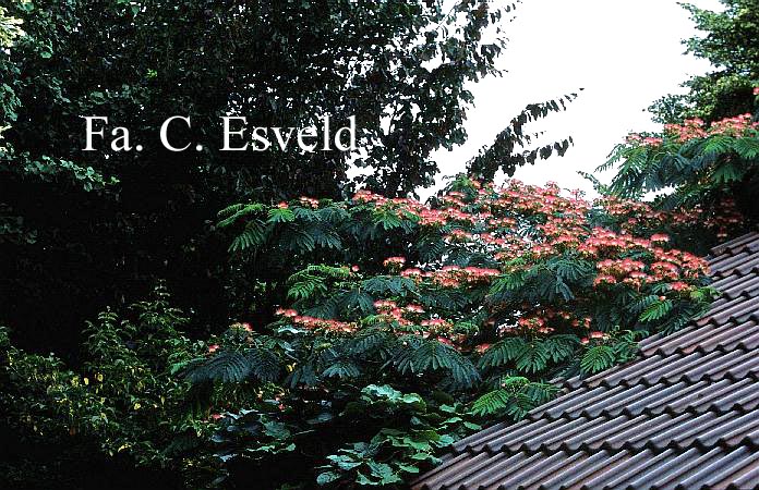 Albizia julibrissin 'Boubri' (OMBRELLA)
