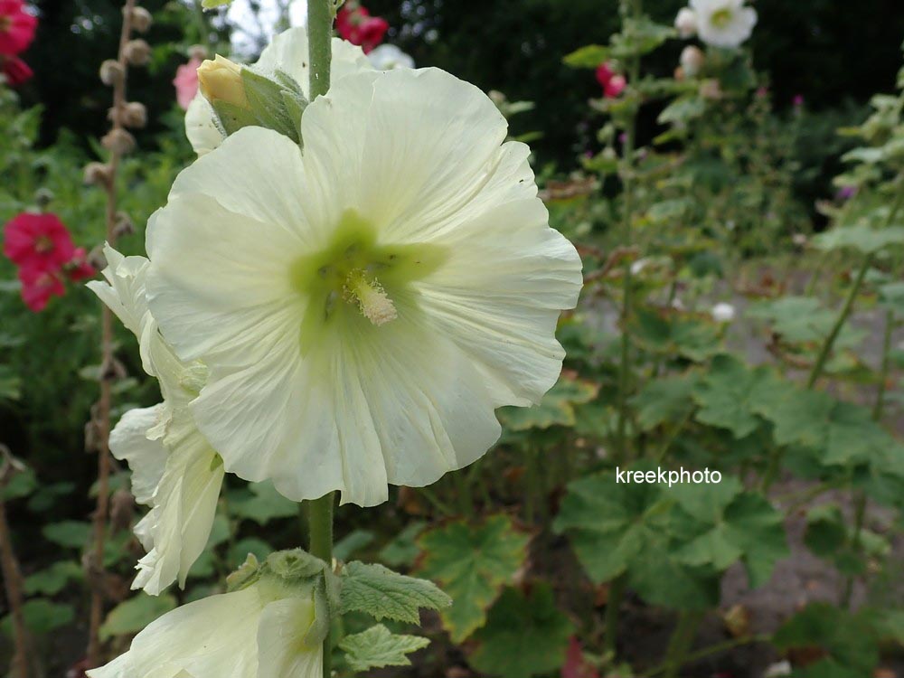 Alcea rosea wit