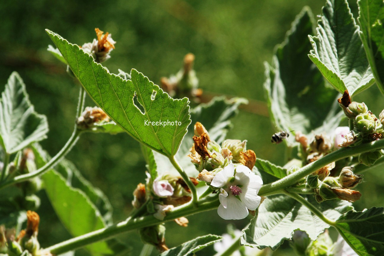 Alcea rosea
