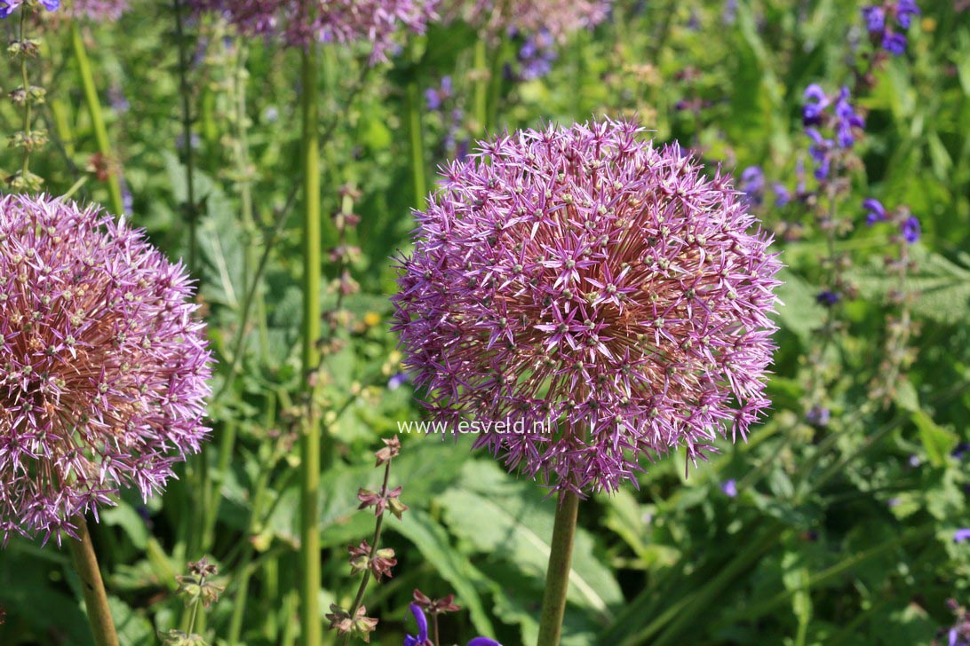 Allium 'Globemaster'