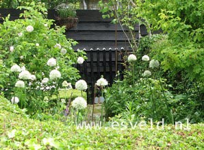Allium 'Mount Everest'