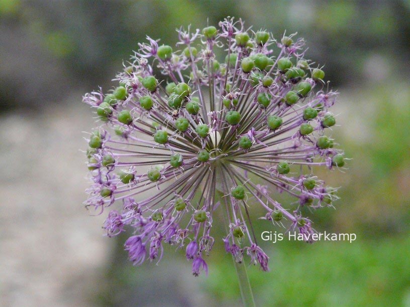 Allium 'Purple Sensation'