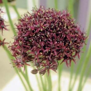 Allium atropurpureum