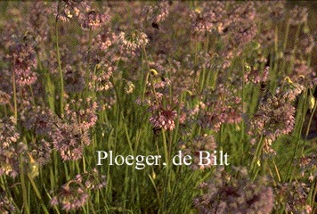 Allium cernuum