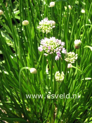 Allium senescens