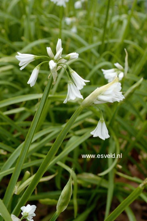 Allium triquetrum