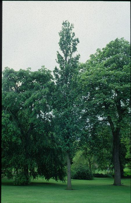 Alnus glutinosa 'Pyramidalis'