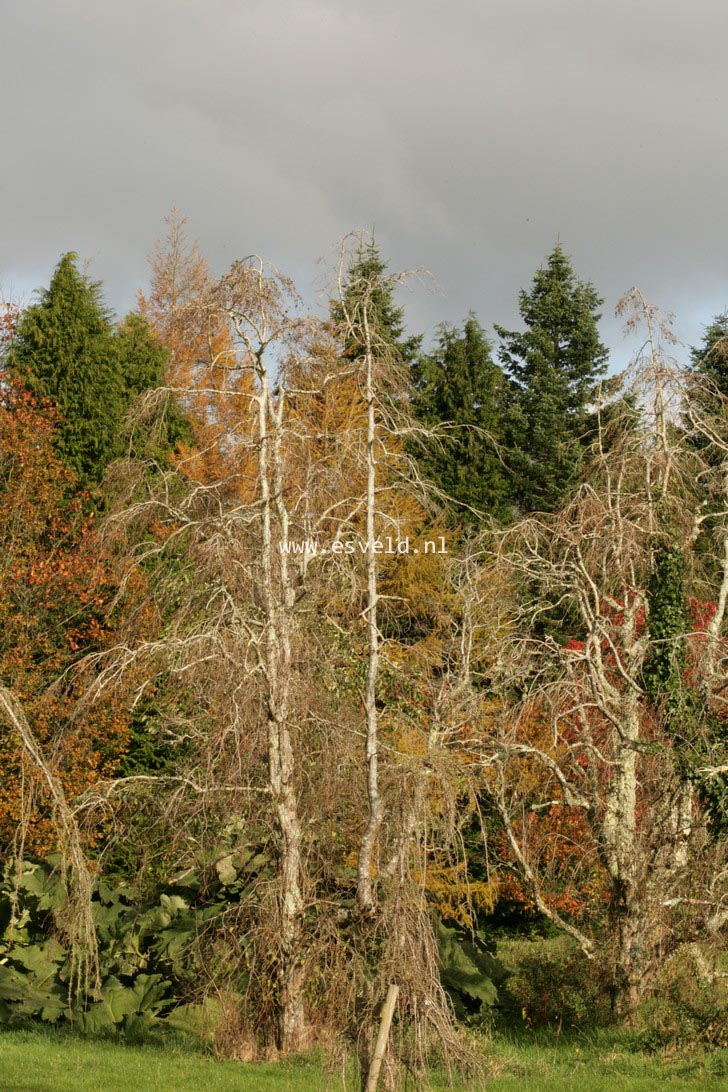 Alnus incana 'Pendula'