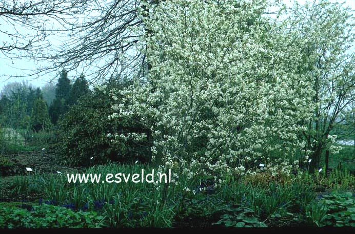 Amelanchier 'Snowflakes'