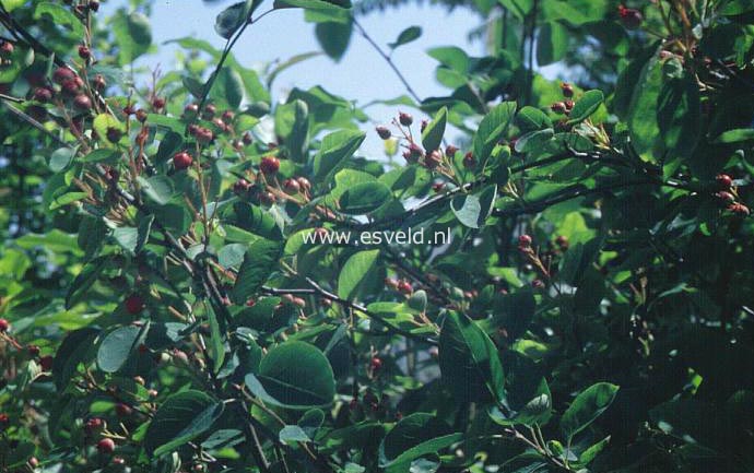 Amelanchier alnifolia semi-integrifolia