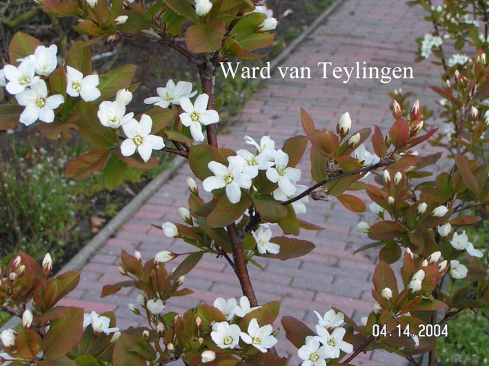 Amelanchier bartramiana 'Eskimo'