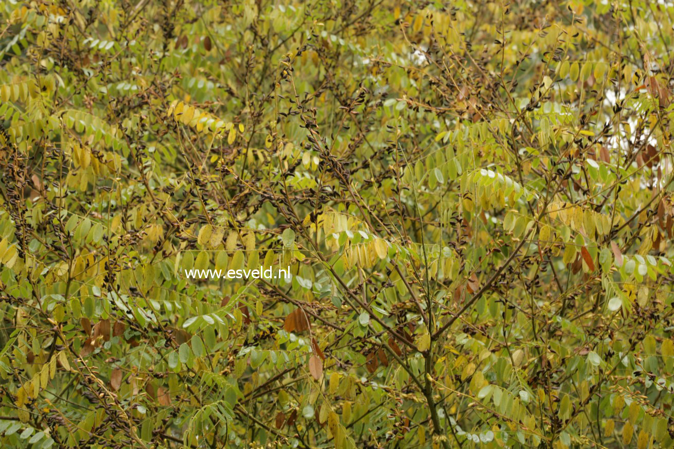 Amorpha ouachitensis