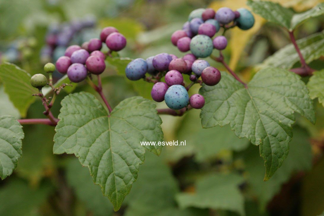 Ampelopsis glandulosa maximowiczii