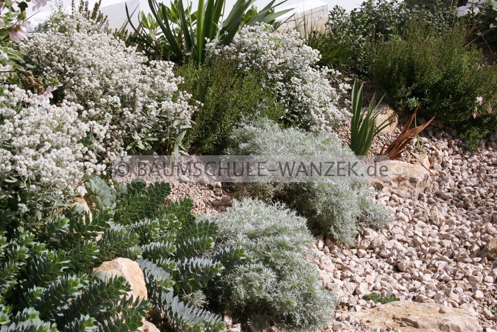 Anaphalis triplinervis 'Sommerschnee'