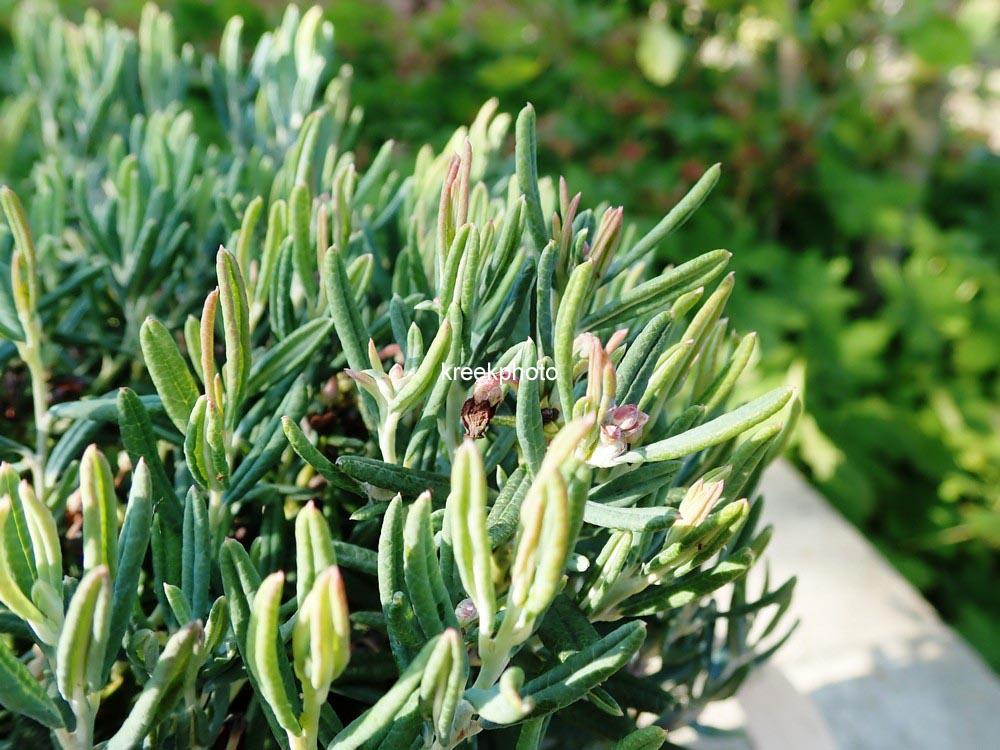 Andromeda polifolia 'Blue Ice'