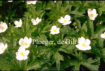 Anemone canadensis