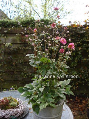 Anemone hybrida 'Bressingham Glow'