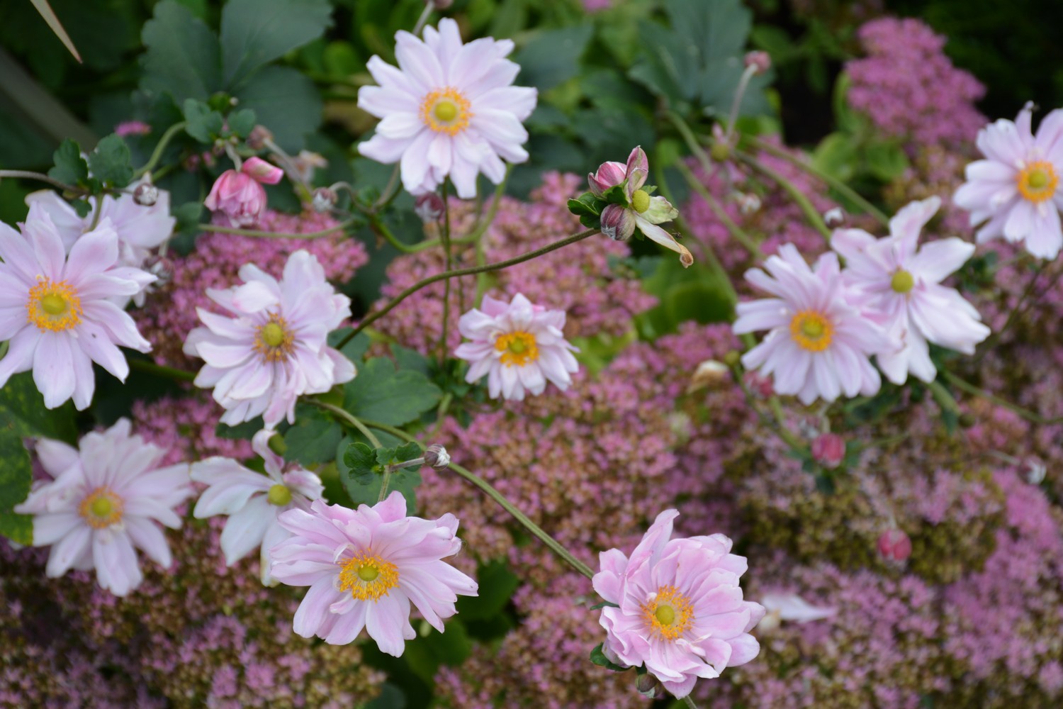 Anemone hybrida 'Mont-rose'