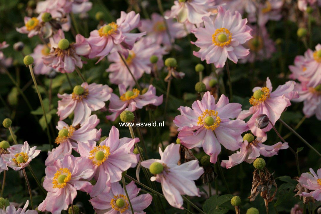 Anemone hybrida 'Pocahontas' (FANTASY)