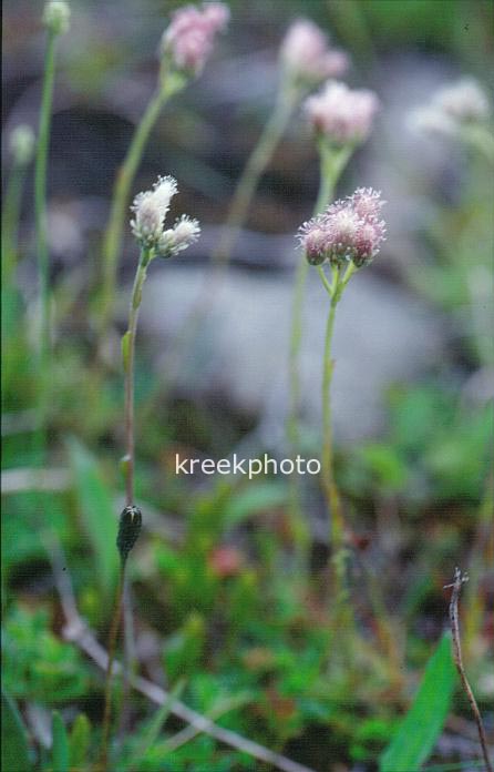 Antennaria dioica