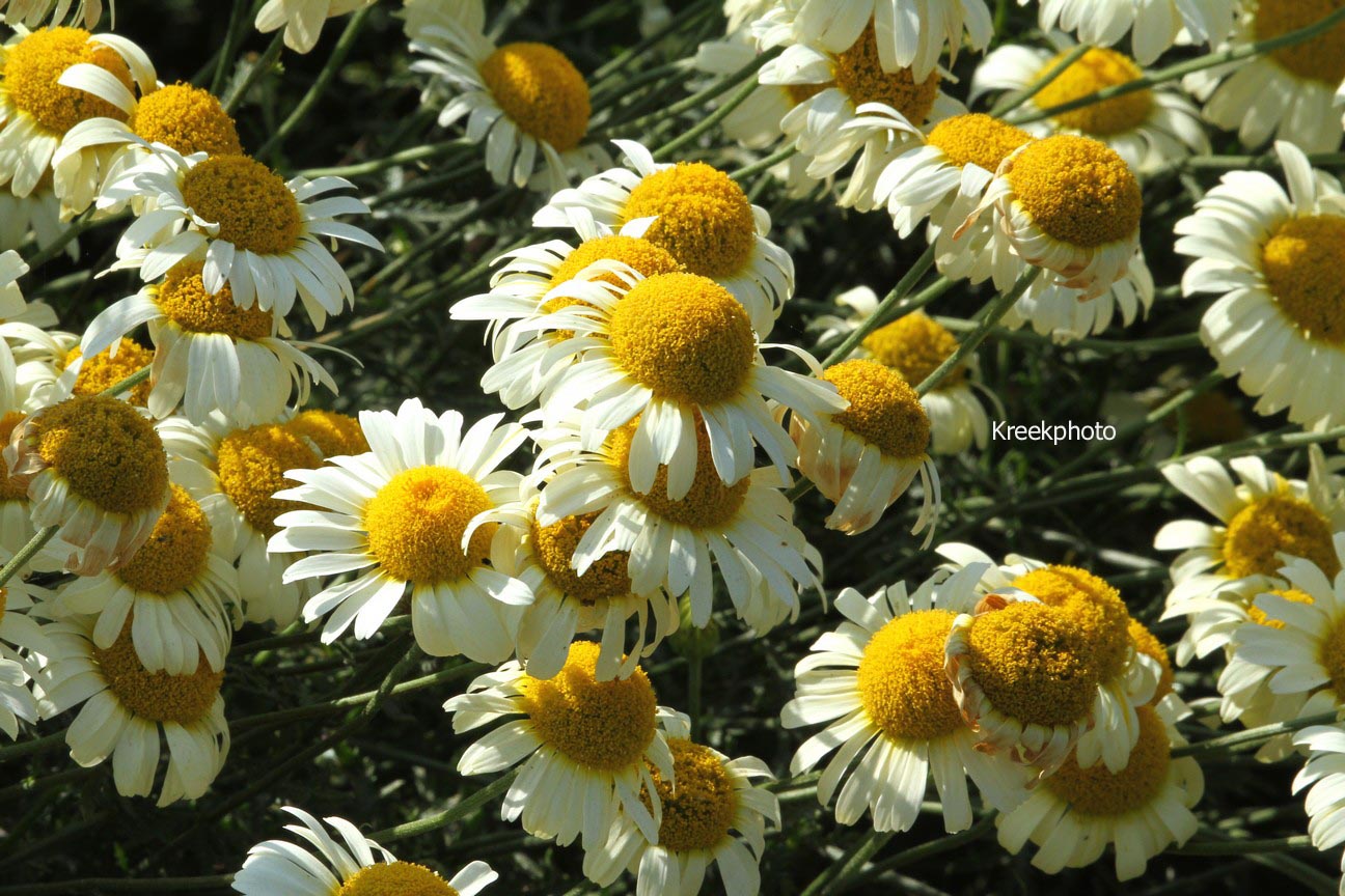 Anthemis tinctoria 'Lemon Ice'