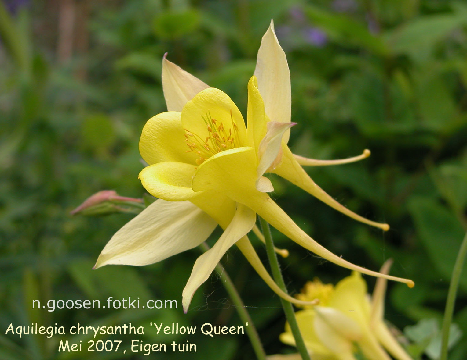 Aquilegia chrysantha 'Yellow Queen'