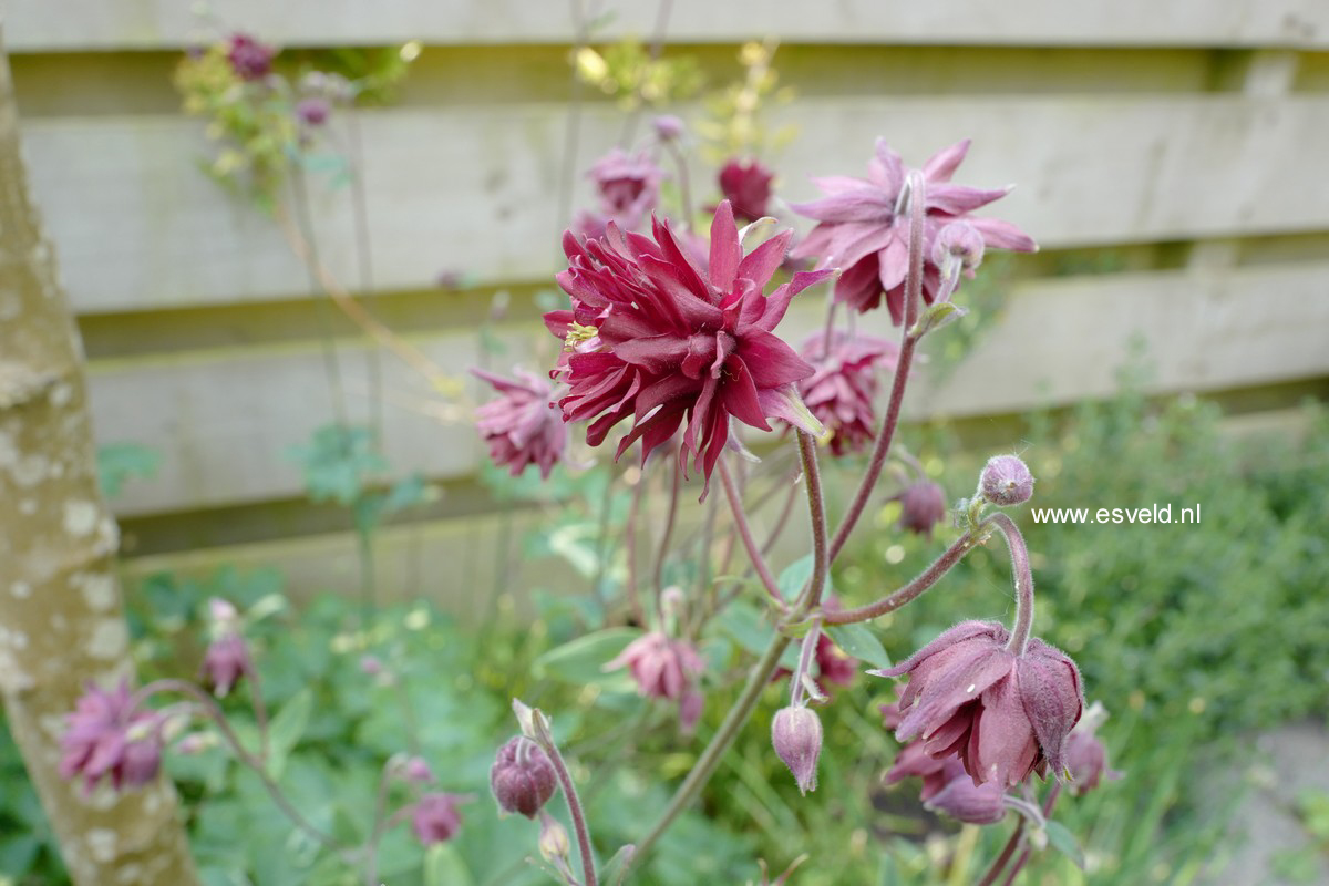 Aquilegia vulgaris 'Black Barlow'