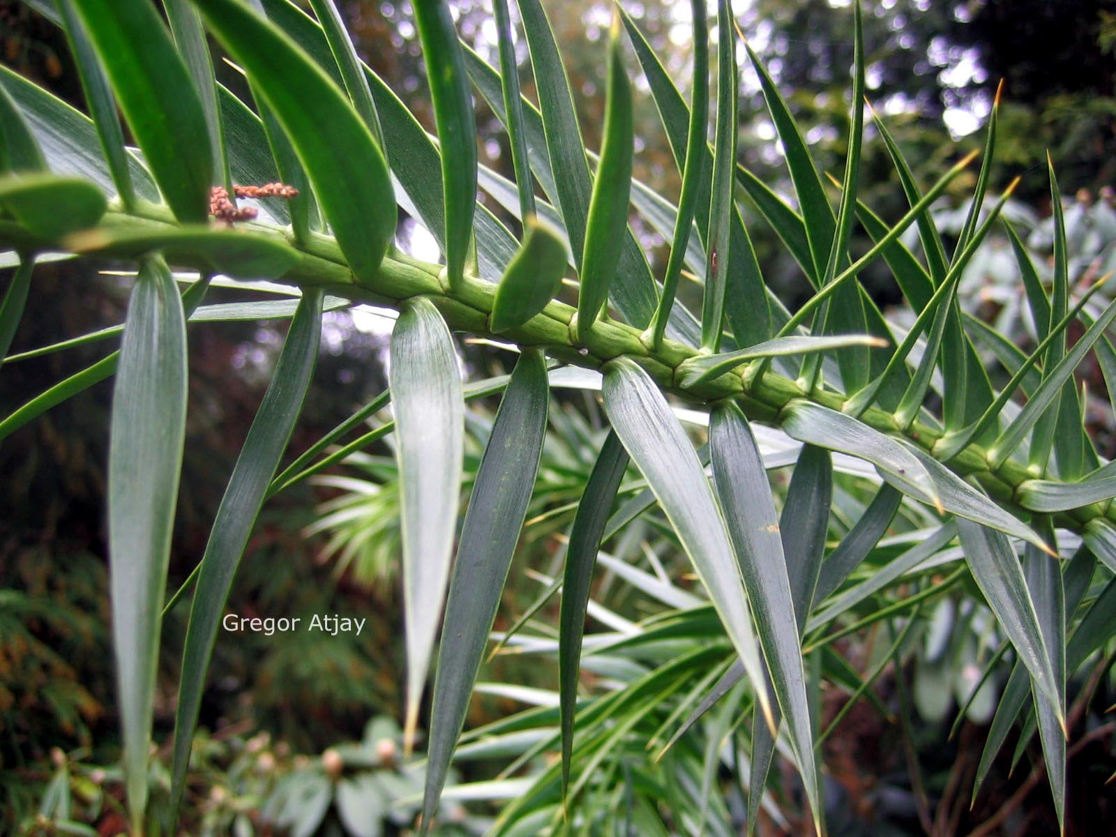 Araucaria angustifolia
