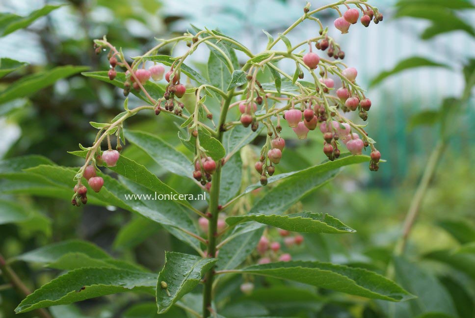 Arbutus 'Marina'
