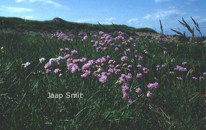 Armeria maritima
