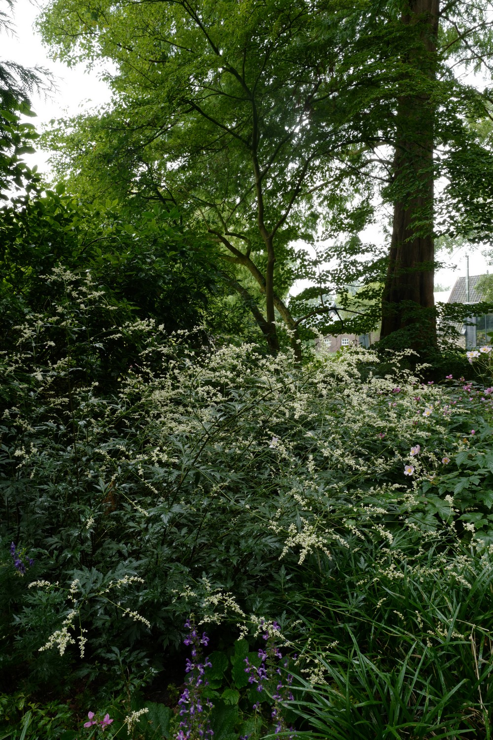 Artemisia lactiflora