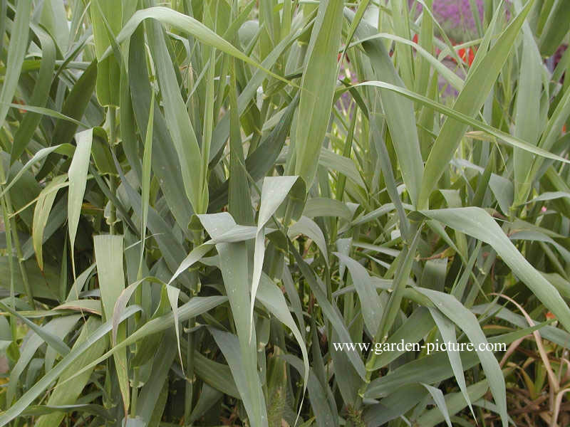 Arundo donax 'Versicolor'