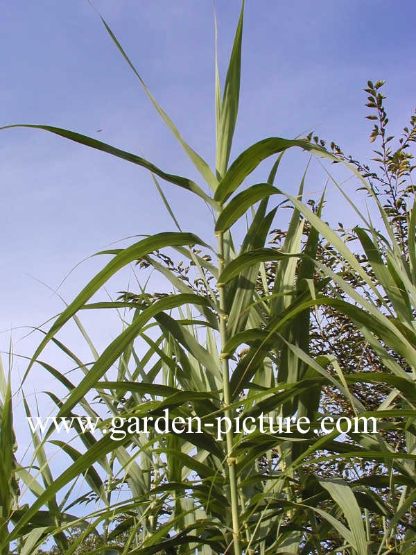 Arundo donax