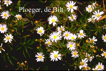 Aster ageratoides 'Adustus Nanus'