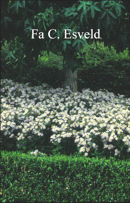 Aster ageratoides 'Asran'