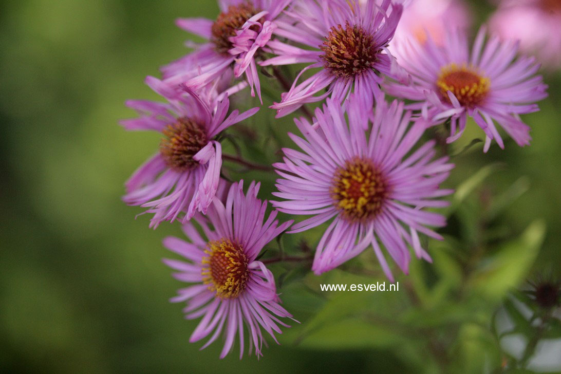 Aster novae-angliae 'Barr's Pink'