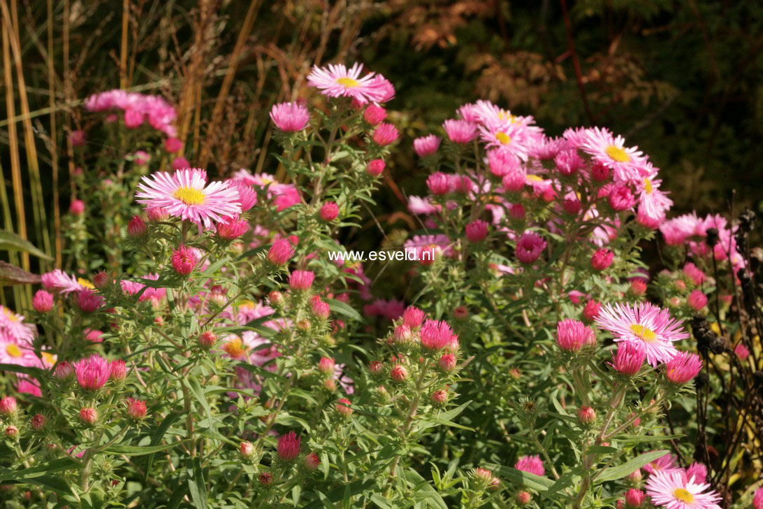 Aster novae-angliae 'Rosa Sieger'