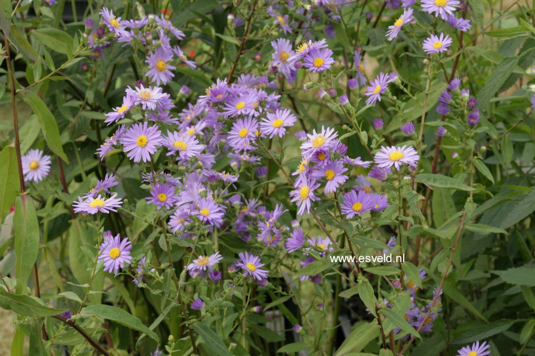 Aster novi-belgii 'Schoene von Dietlikon'