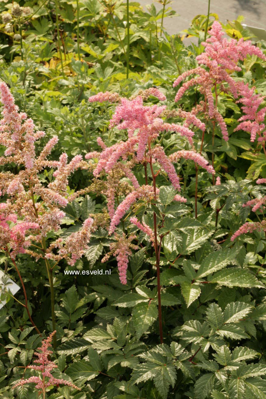 Astilbe 'Bressingham Beauty'