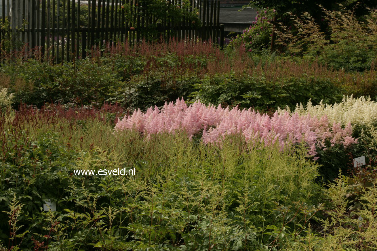 Astilbe 'Europa'