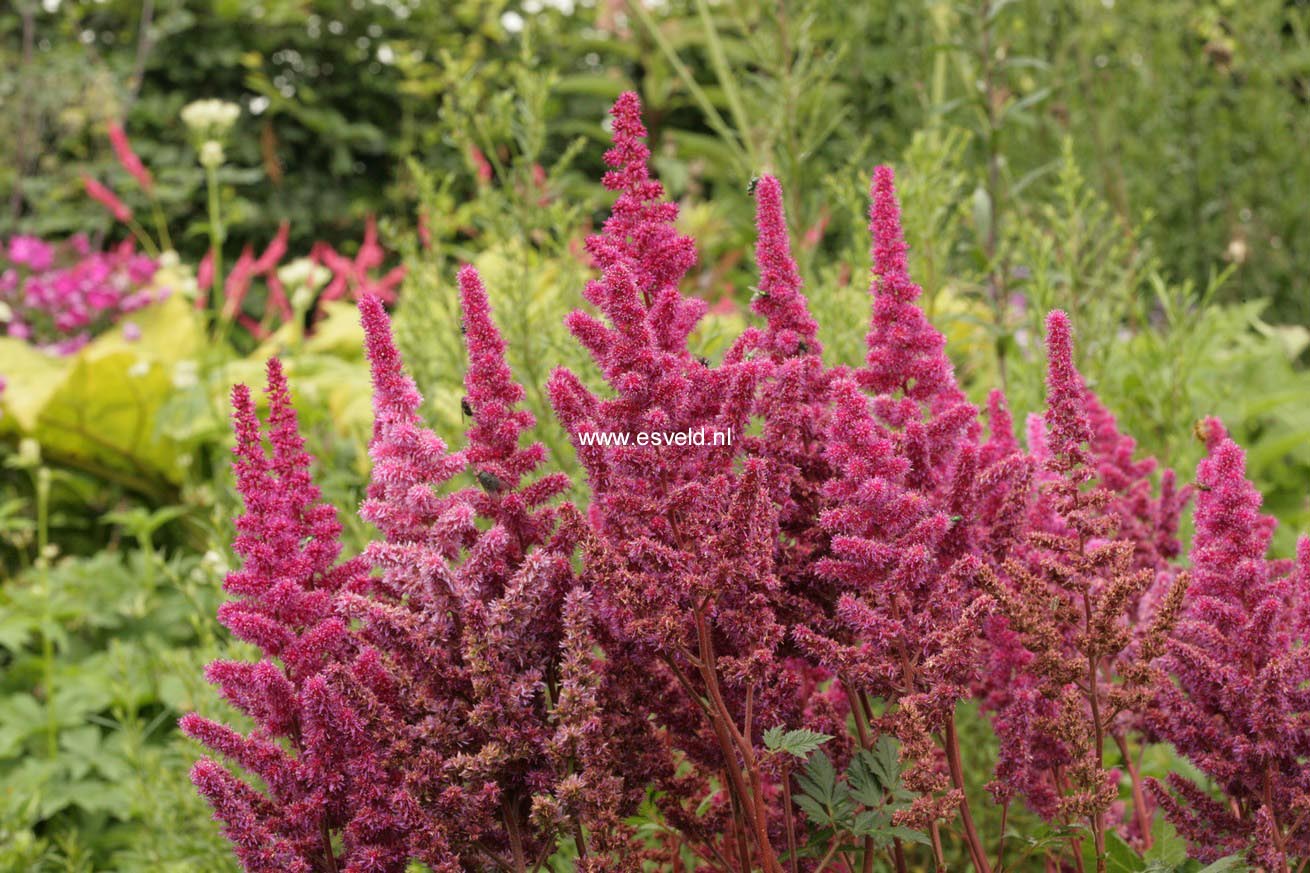 Astilbe chinensis 'Vision in Red'