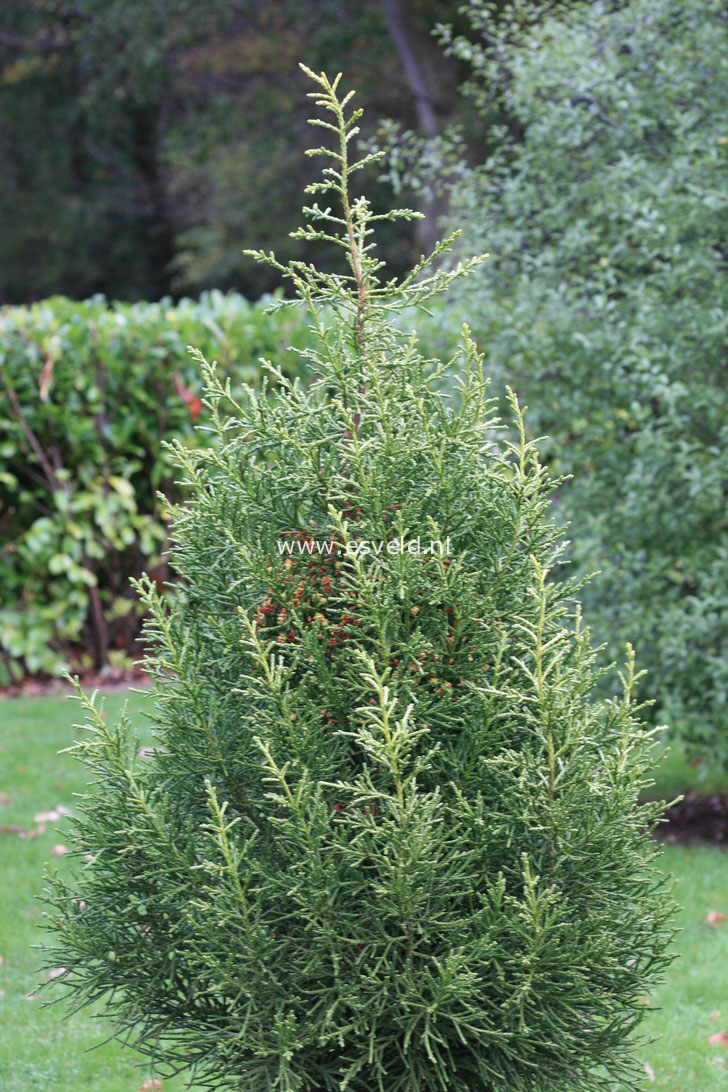 Athrotaxis laxifolia