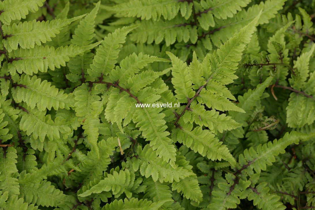 Athyrium niponicum 'Red Beauty'