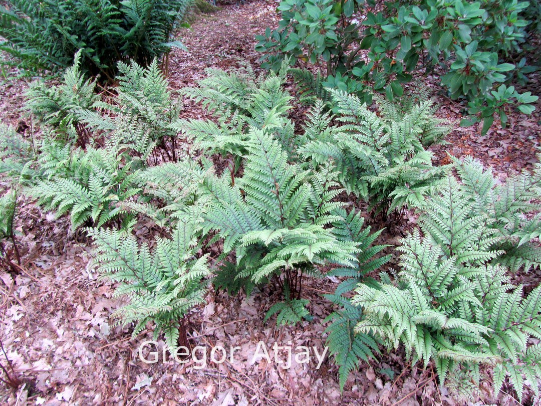 Athyrium otophorum 'Okanum'