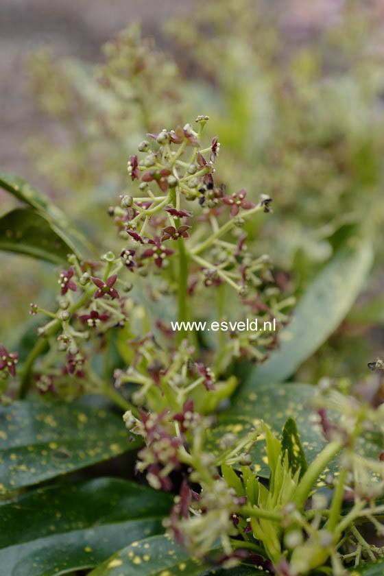 Aucuba japonica 'Yokoi's Dwarf'