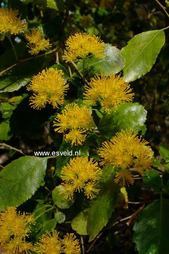 Azara dentata